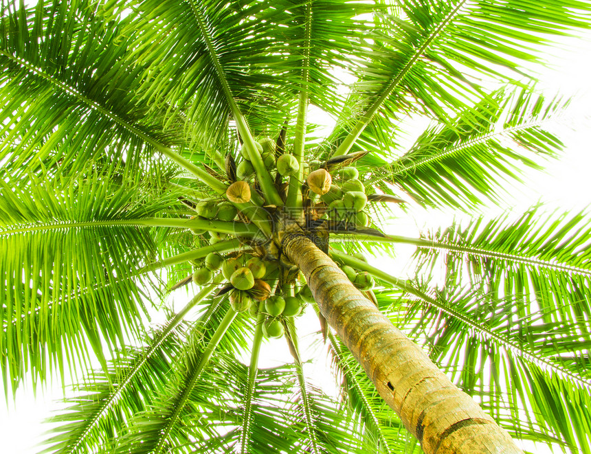 椰枣树的叶子曲线草本植物宏观衬套植物学生长阳光植被椰子气泡图片