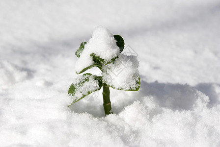 雪中发芽新生活生长植物群宏观繁荣植物生活灌木丛叶子美女种子背景