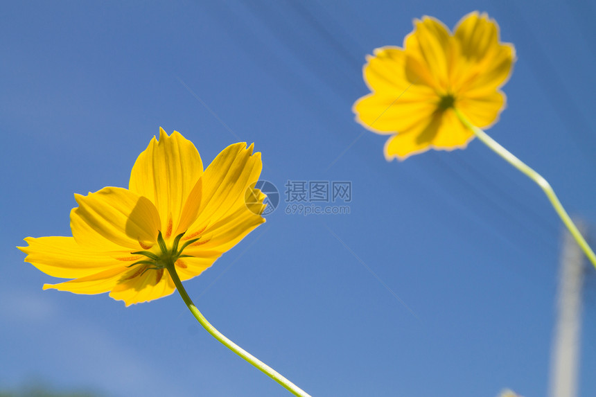 黄花环境场地花园蓝色橙子农村菊科活力植物学宇宙图片