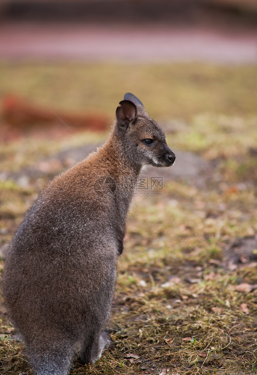 Marsupials 动物园中的Wallaby图片