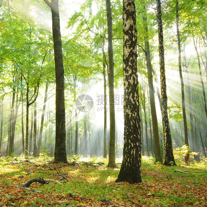 森林山毛榉荒野日光太阳树木叶子树叶林地旅行风景图片