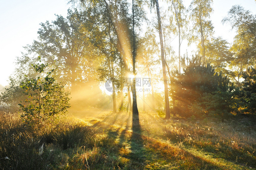 森林薄雾公园场景射线阳光太阳远足叶子魔法林地图片