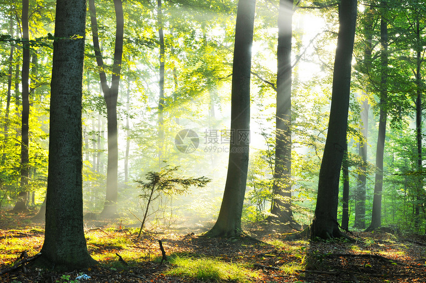 森林公园场景薄雾土地横梁季节环境木头旅行晴天图片