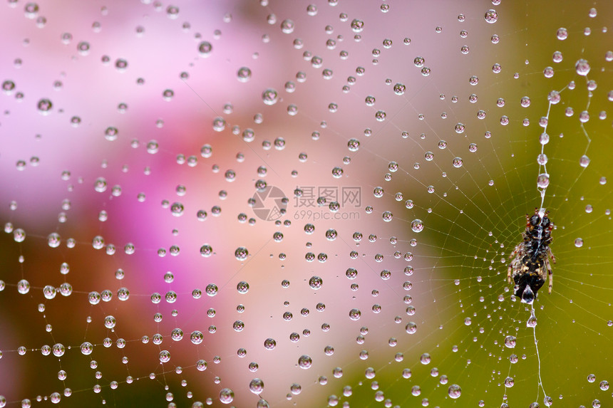 带水滴的蜘蛛网陷阱网络雨林昆虫艺术森林绿色框架宏观夹子图片