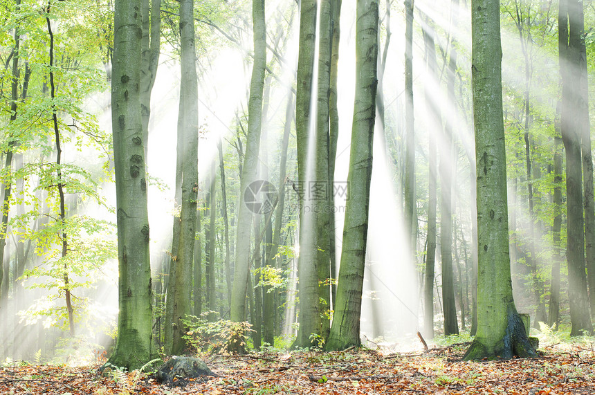 神奇秋天人行道场景阴影射线阳光叶子林地公园薄雾木头图片