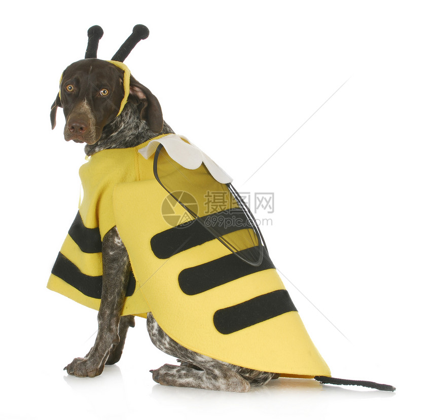 穿着蜜蜂服装的狗闷气戏服夹克动物指针思维鼻子耳朵情感小狗图片