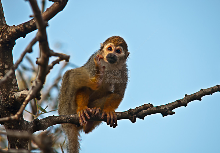 可爱松鼠猴子的肖像说谎休息室注意力国家灵长类异国公园哺乳动物动物园好奇心图片