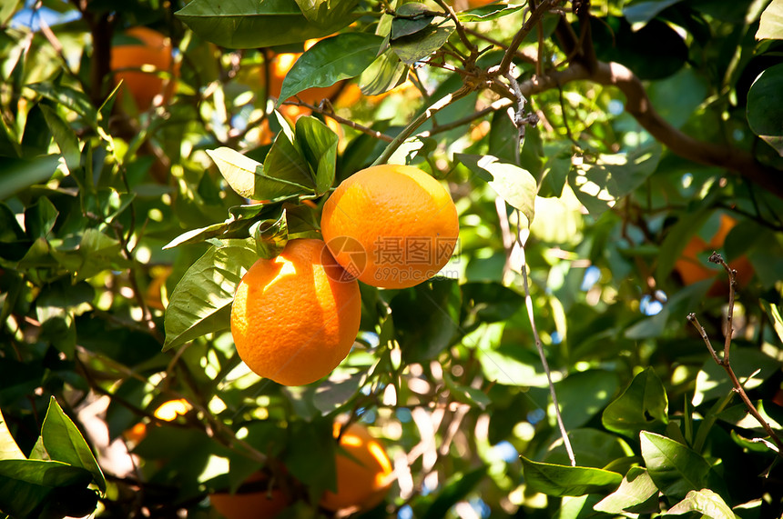 树上的橘子柿子荒野水果植物场景冻结圆圈橙子季节叶子图片