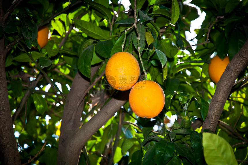 树上的橘子场景冻结圆圈水果橙子叶子季节荒野植物图片