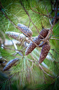 松木锥松果针叶树枝生活茶点云杉季节针叶树植物环境背景图片