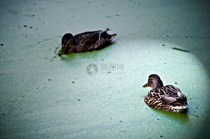 湖边有两只鸭子荒野女性棕色水禽男性宠物野生动物图片