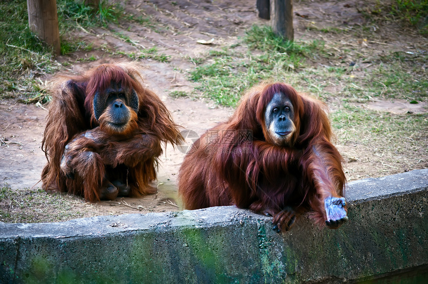 奥朗古塔人家庭野生动物动物园女性大副猩猩男性图片