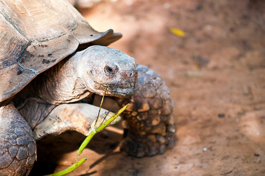 贝都因州立大学Testudo苏尔卡塔保护土地乌龟微笑黑质荒野动物颅骨濒危环境图片