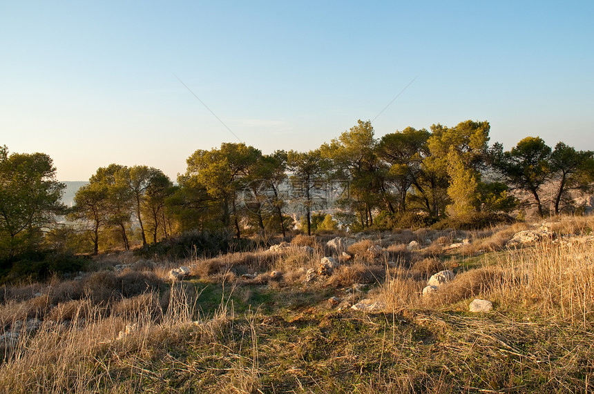 以色列的自然性质历史衬套蓝色灌木绿色天空场地荒野教养树木图片