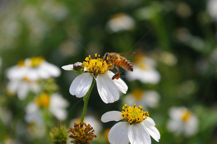 蜜蜂们忙着在中国做蜂蜜亚热带雌蕊杂草衬套植物群昆虫植被季节荒野蜜蜂图片