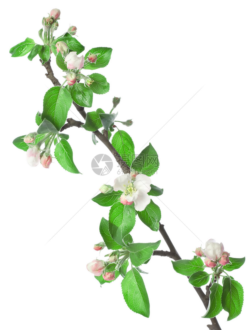 鲜花中的苹果分枝图片