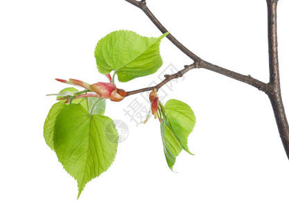 利梅树绿色图案植物叶脉枝条宏观色彩白色叶子花卉背景图片