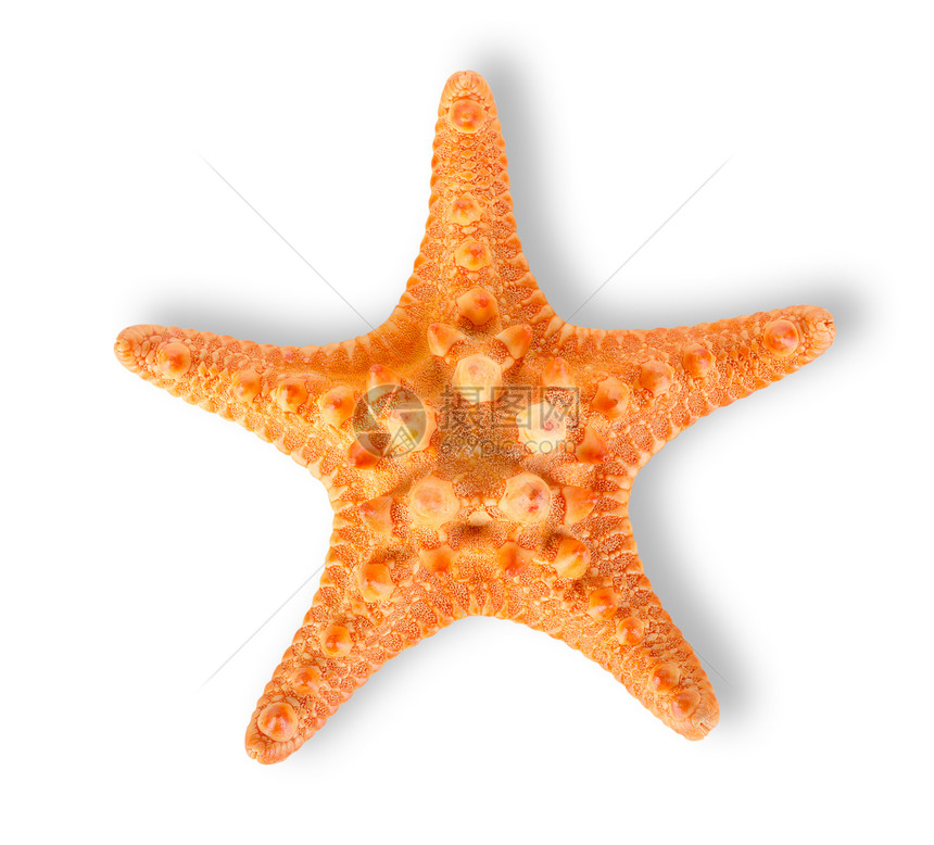 海星星星白色动物对象影棚摄影生物体星形海上生活棕色图片