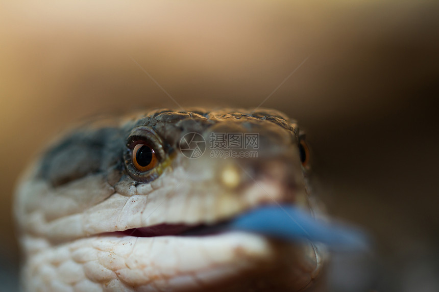 蓝舌皮肤捕食者蜥蜴宏观荒野侵略濒危动物黑色石龙子蜉蝣图片