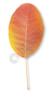 秋叶橙子纹理白色红色植物学背景图片