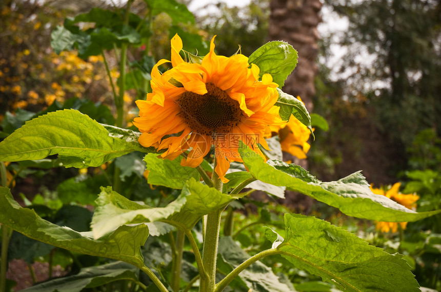 黄向日葵橙子植物群晴天花瓣向日葵天空植物植物学圆圈花店图片