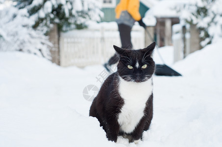 背光的猫黑猫阳光花园宠物冒充背光雪堆荒野毛皮黑色背景