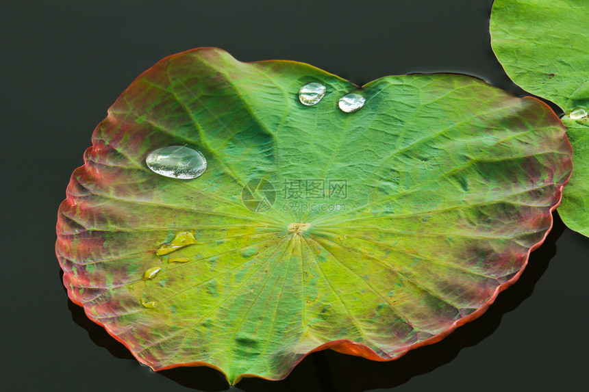 带水滴的叶子火花雨滴来源绿色水样珍珠静脉植物气泡蛛网图片