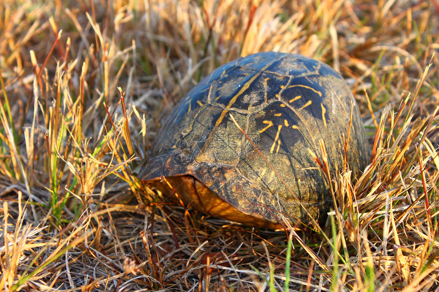 佛罗里达海龟生物学动物群国家爬虫沼泽地动物野生动物生活盒子爬行动物图片