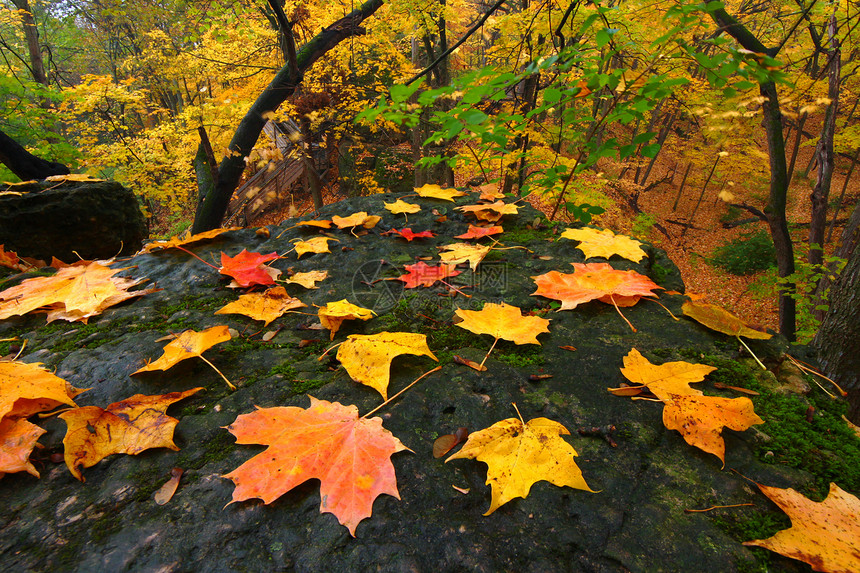 美丽的伊利诺伊州秋季风景栖息地树林石头生态环境林地灌木丛树叶荒野森林图片