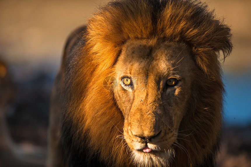 老年雄狮子公园野生动物荒野危险鬃毛豹属毛皮国王国家狮子图片