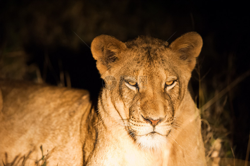 夜里女狮子公园打猎衬套眼睛食肉母狮牙齿猎人荒野危险图片