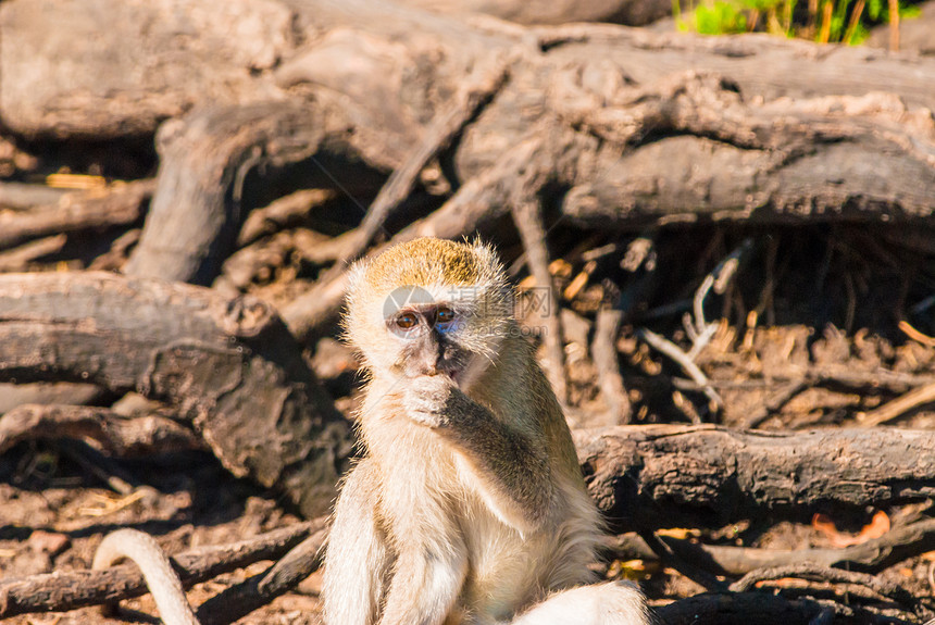 活性猴子旅行毛皮眼睛游戏动物大草原灵长类环境哺乳动物野生动物图片