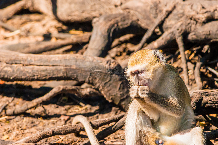 活性猴子生物动物森林旅行眼睛灵长类毛皮环境荒野游戏图片