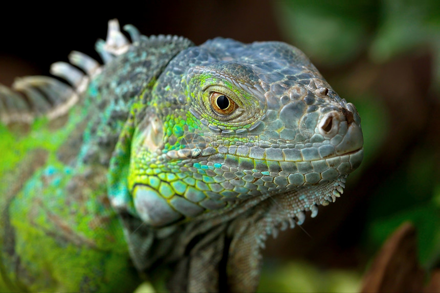 依瓜纳荒野宏观乐关动物手表蜥蜴眼睛爬虫捕食者生物图片