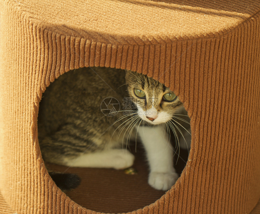 盒中猫尾巴主题猫科动物哺乳动物宠物工作室友谊头发毛皮小猫图片