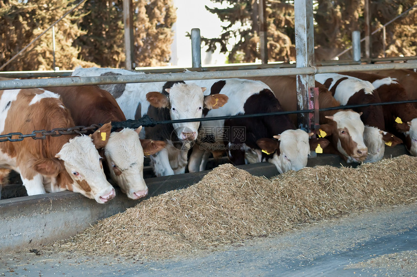 棕白奶牛牛奶房子哺乳动物牛棚悲伤奶制品农场眼睛图片