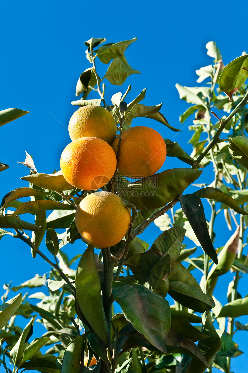 树上的橘子季节橙子冻结圆圈叶子场景水果荒野柿子植物图片