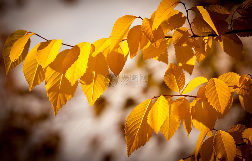 秋季假期植物学季节植物金子太阳树叶宏观墙纸框架森林图片