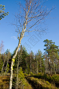 森林中标记的足迹背景图片
