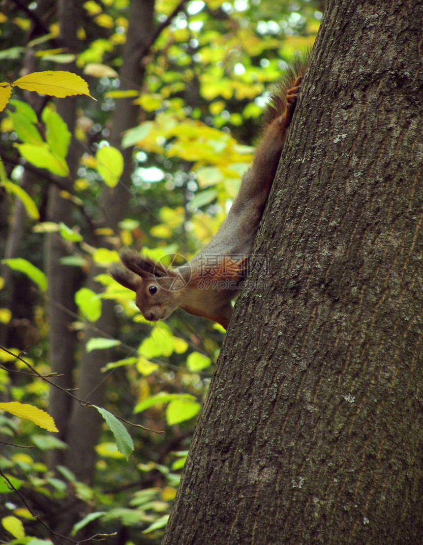 松松鼠在树上树木树干动物森林动物群荒野季节图片
