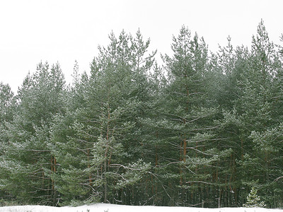 森林树木天气针叶季节松树背景图片