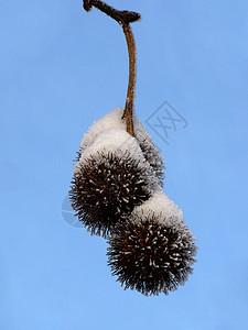 白兰地种子上的雪背景图片