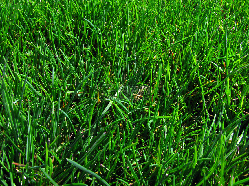 绿绿草场地刀片草地环境植物群地面刀刃图片