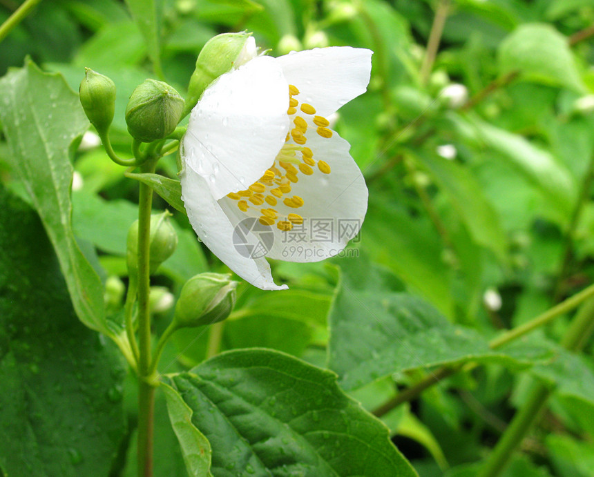 茉花树叶绿色茉莉花植物植物群香气白色香水图片