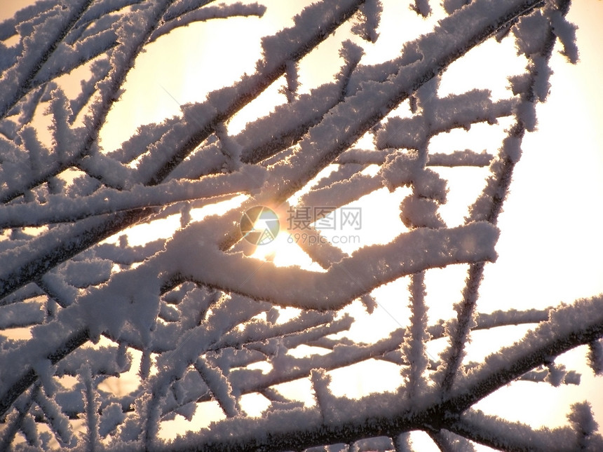 雪花在树上太阳分支机构天空图片