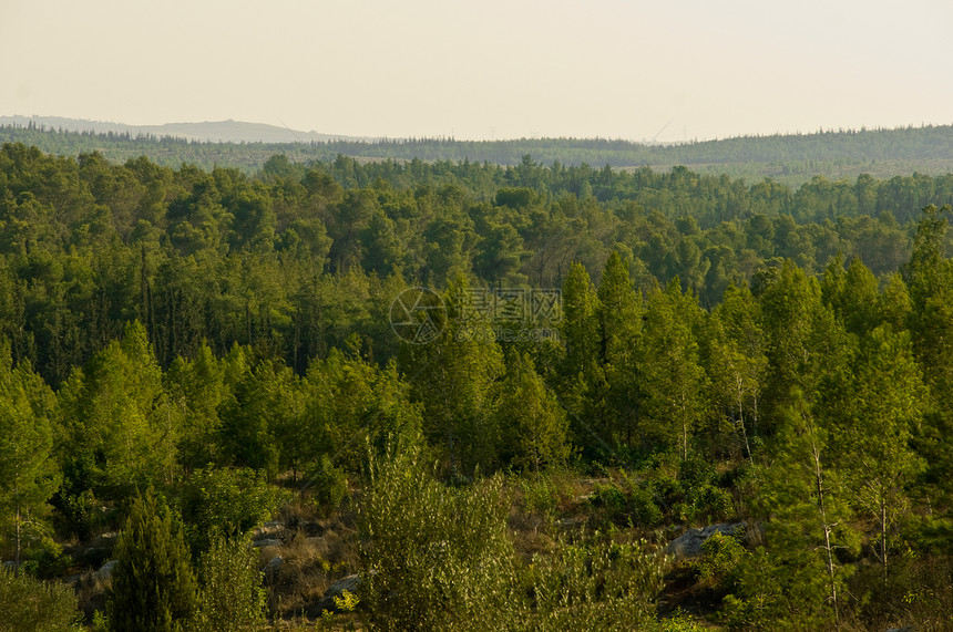 以色列的自然性质场地蓝色天蓝色生态爬坡衬套灌木荒野树木天空图片