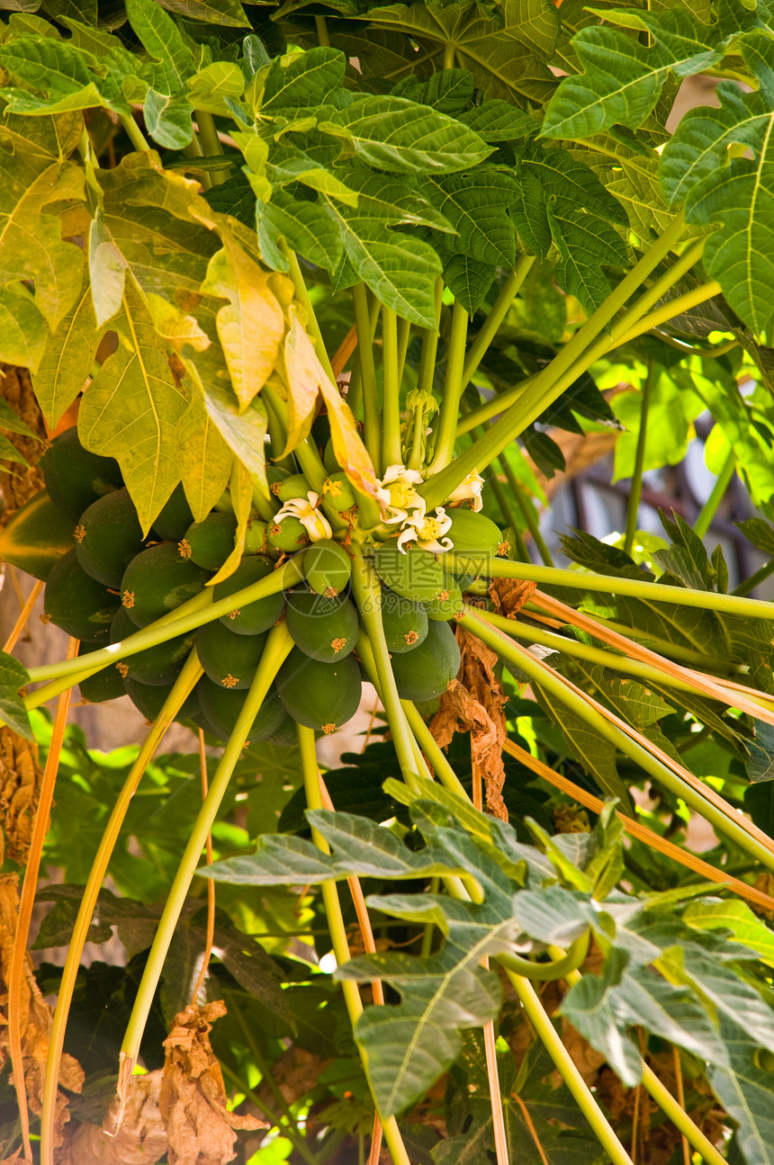 木瓜树木瓜园艺气候绿色绿色植物晴天叶子生长热带阳光图片