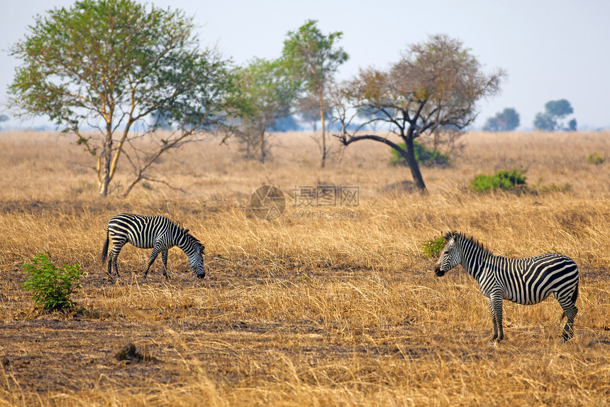 非洲斑马自然保护区栖息地公园食草荒野野生动物黄色植物群动物平原图片