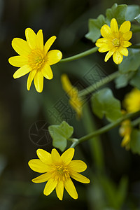 黄花果绿色植物叶子花瓣黄色性质植物宏观背景无花果背景图片