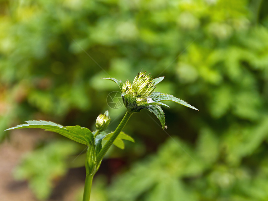 阿斯特兰提亚植物生长白色叶子花园季节图片